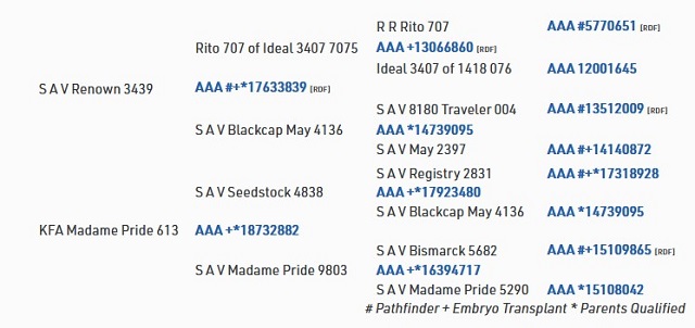 KFA Madame Pride 905 Tree